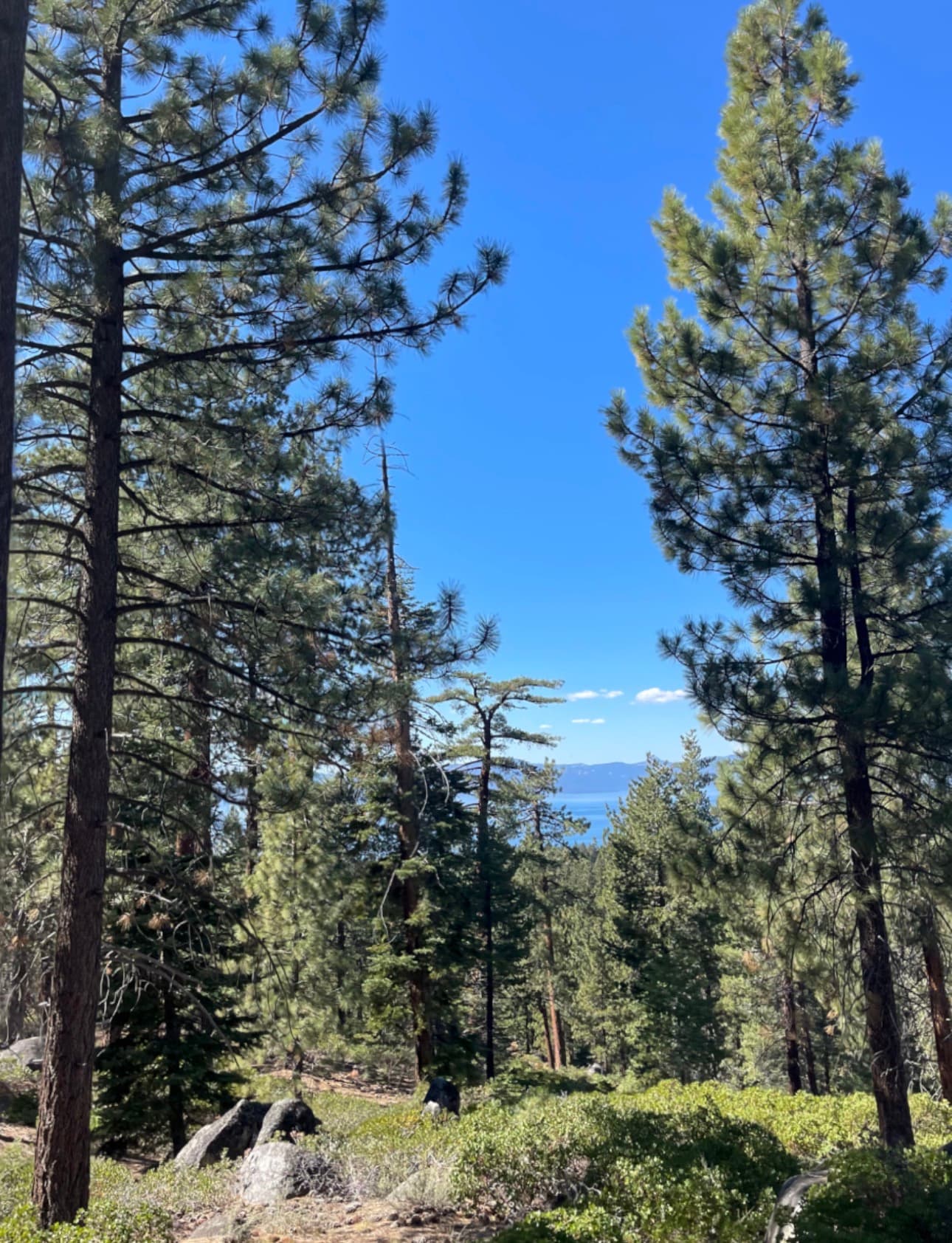 Tall pines opening onto a lake and distant ridgeline under a clear sky